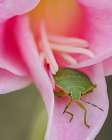 Green Stink Bug (Chinavia hilaris) on flower, Bellevue, Washington State. Art Print